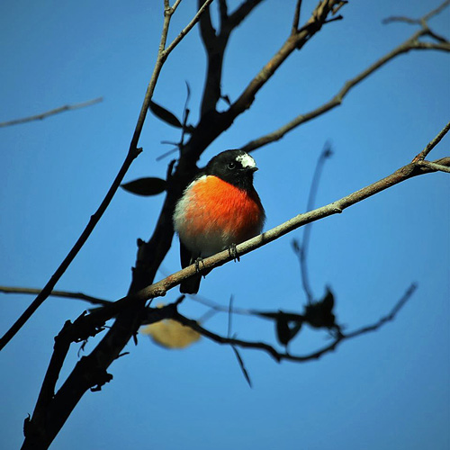 Scarlet Robin