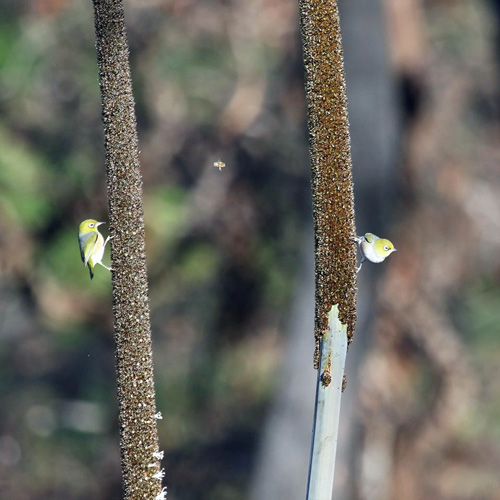 Silver Eyes (and Bee)