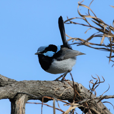 Superb Fairy-wren male