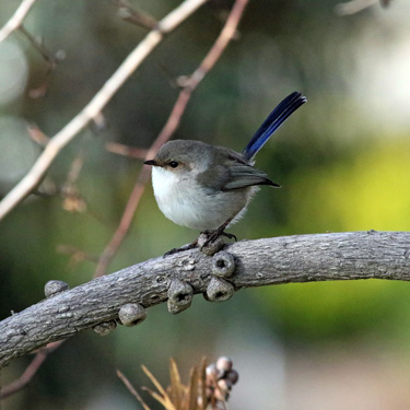 Superb Fairy-wren male eclipse