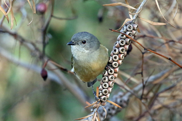 Female Golden Whistler