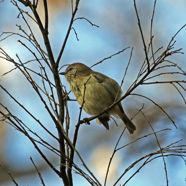 Striated Thornbill 