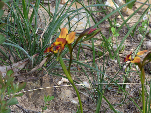 Wallflower donkey orchid