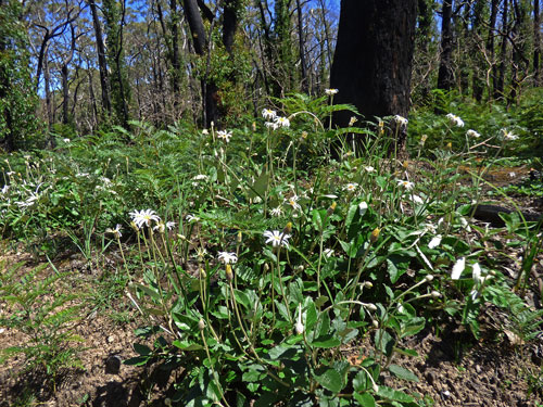 Olearia grandiflora Mount Lofty Daisy Bush
