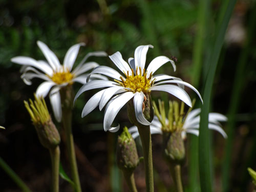 Olearia grandiflora Mount Lofty Daisy Bush