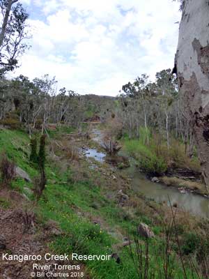 River Torrens September 2018