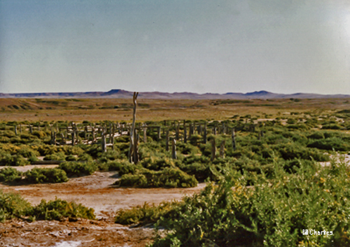 Old Dalhousie Stockyard Ruins - 1988