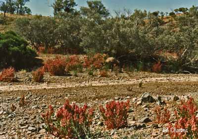 Wild Hops, track to Grindells Hut