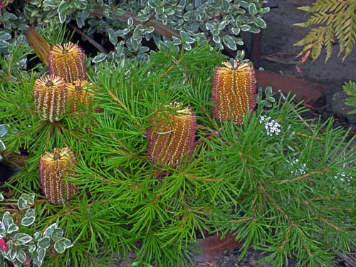 Banksia spinulosa