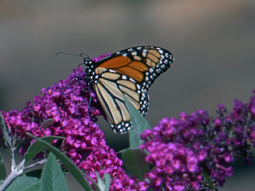 Monarch Butterfly