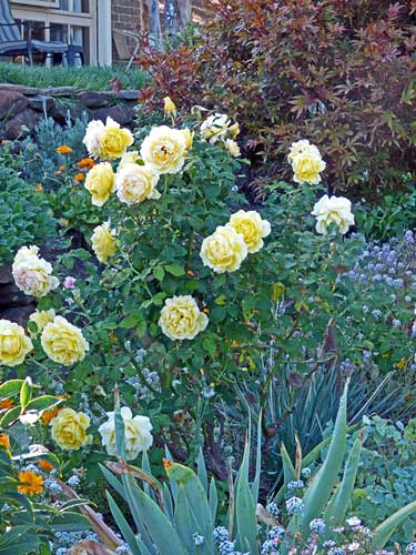 Our Garden Autumn 2020