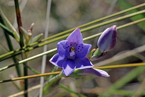 Blue-spotted Sun Orchid
