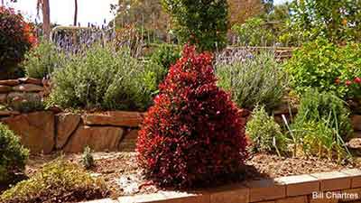 Photo -Lilly Pilly in our back garden