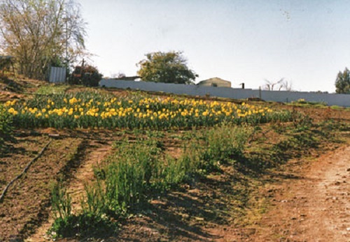 Photo - The North West corner of the block,
 planted with daffodils