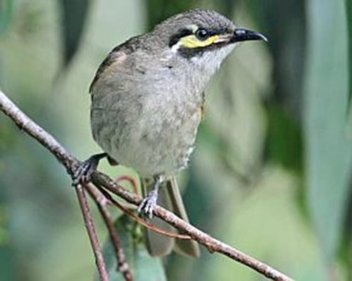Yellow-faced Honeyeater
